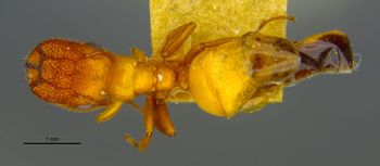 Media type: image;   Entomology 683212 Aspect: habitus dorsal view